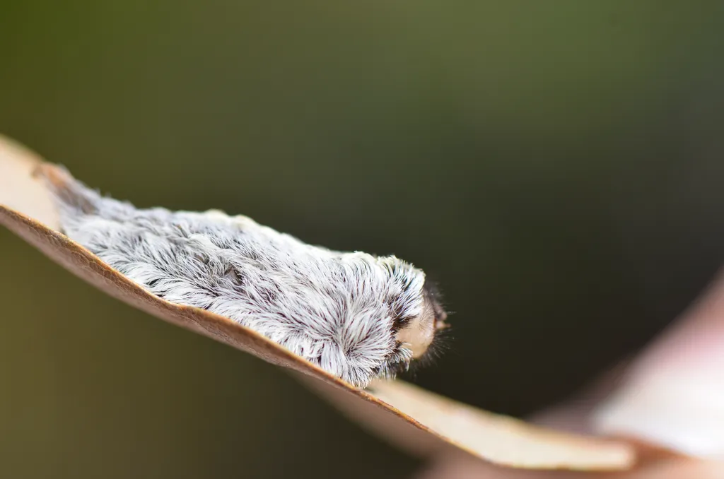 Gray-colored puss caterpillar resting on a dried twig with smooth green background