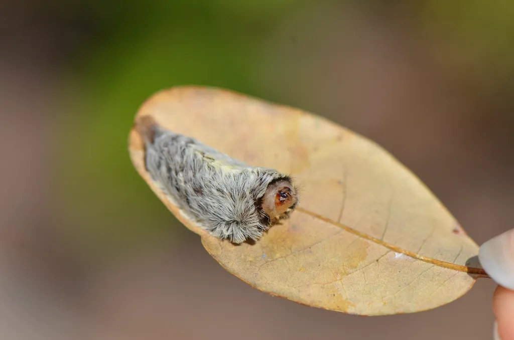 Puss caterpillar on a dried leaf showing its compact teardrop shape and fuzzy gray-brown setae