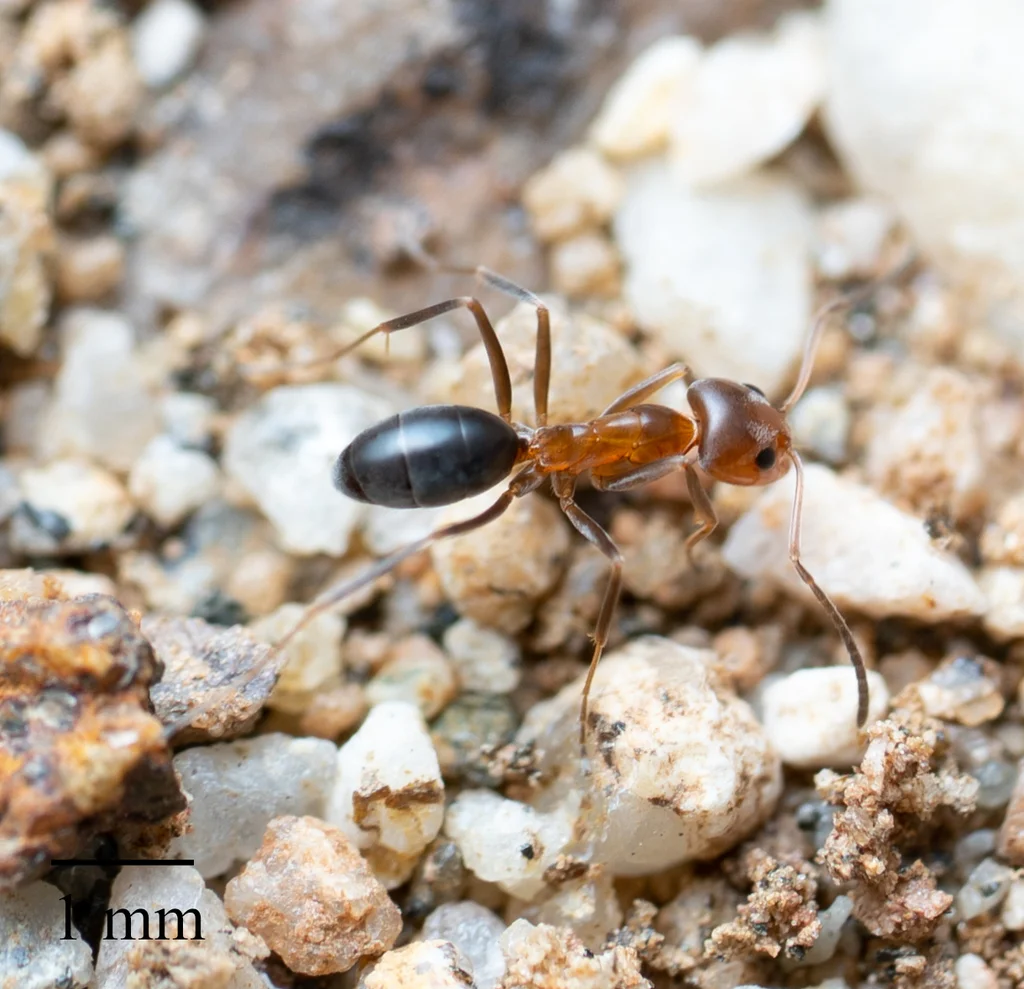 Pyramid ant showing bicolored pattern with reddish thorax and darker abdomen