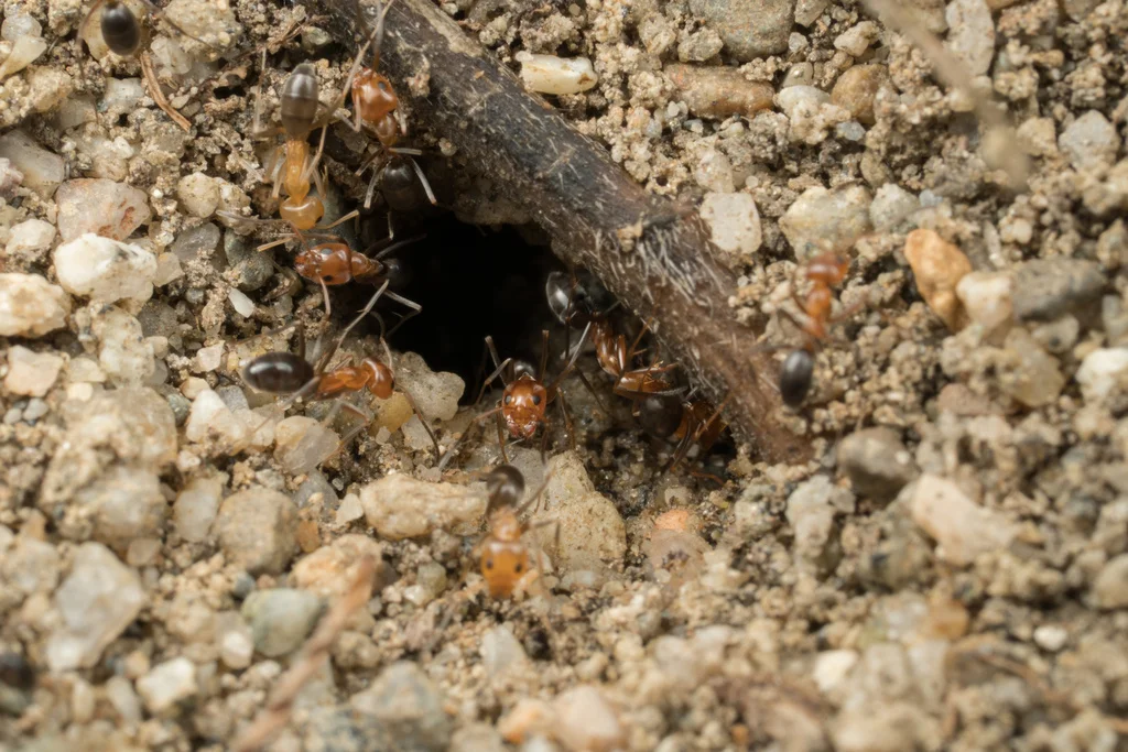 Multiple pyramid ants near their nest entrance in sandy soil