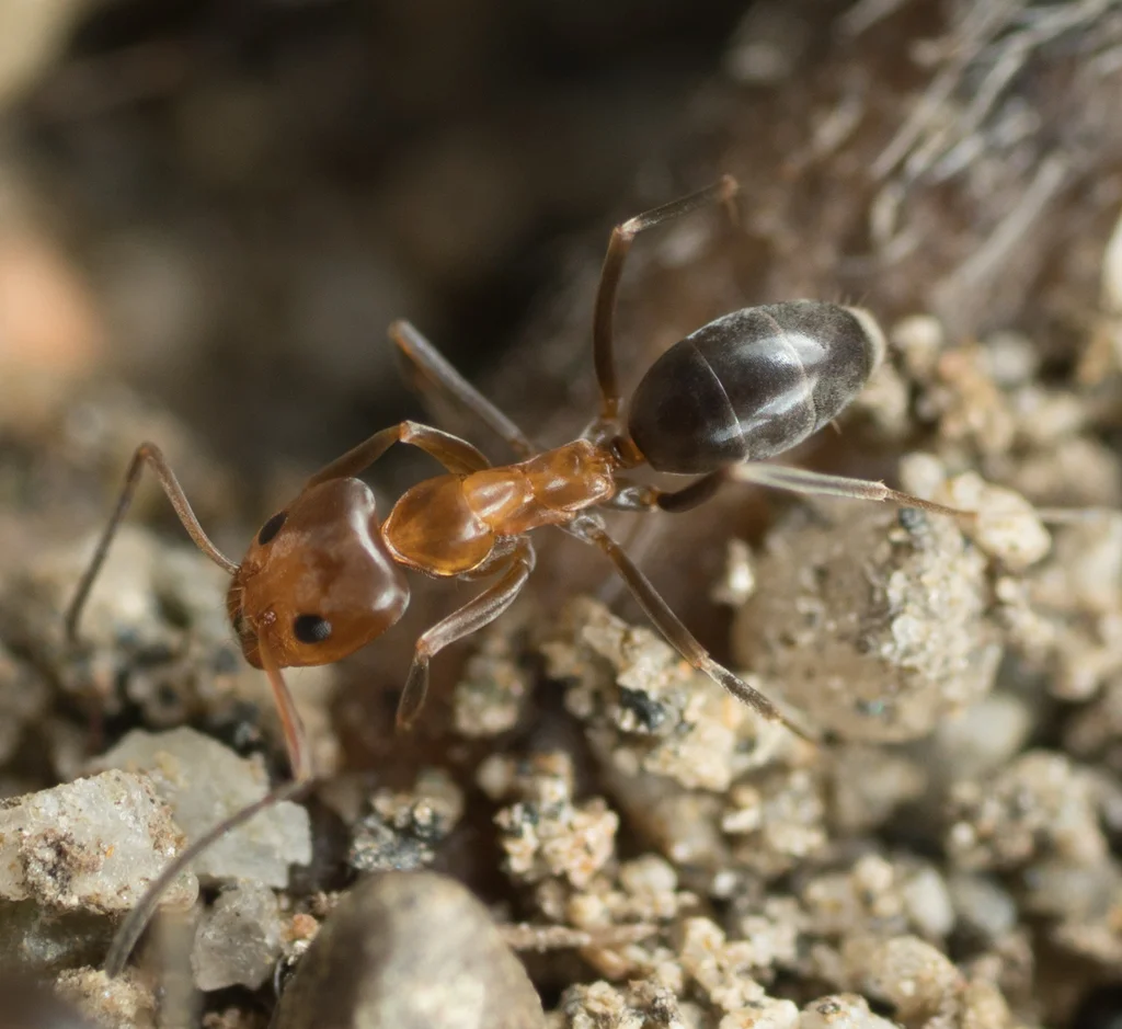 Clear side profile of a pyramid ant showing the characteristic pyramid-shaped thorax projection