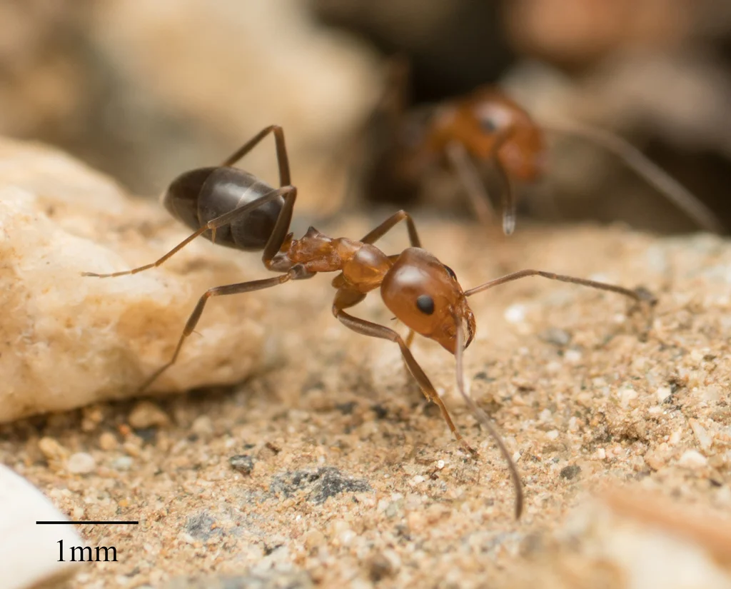 Pyramid ant with 1mm scale bar for size reference