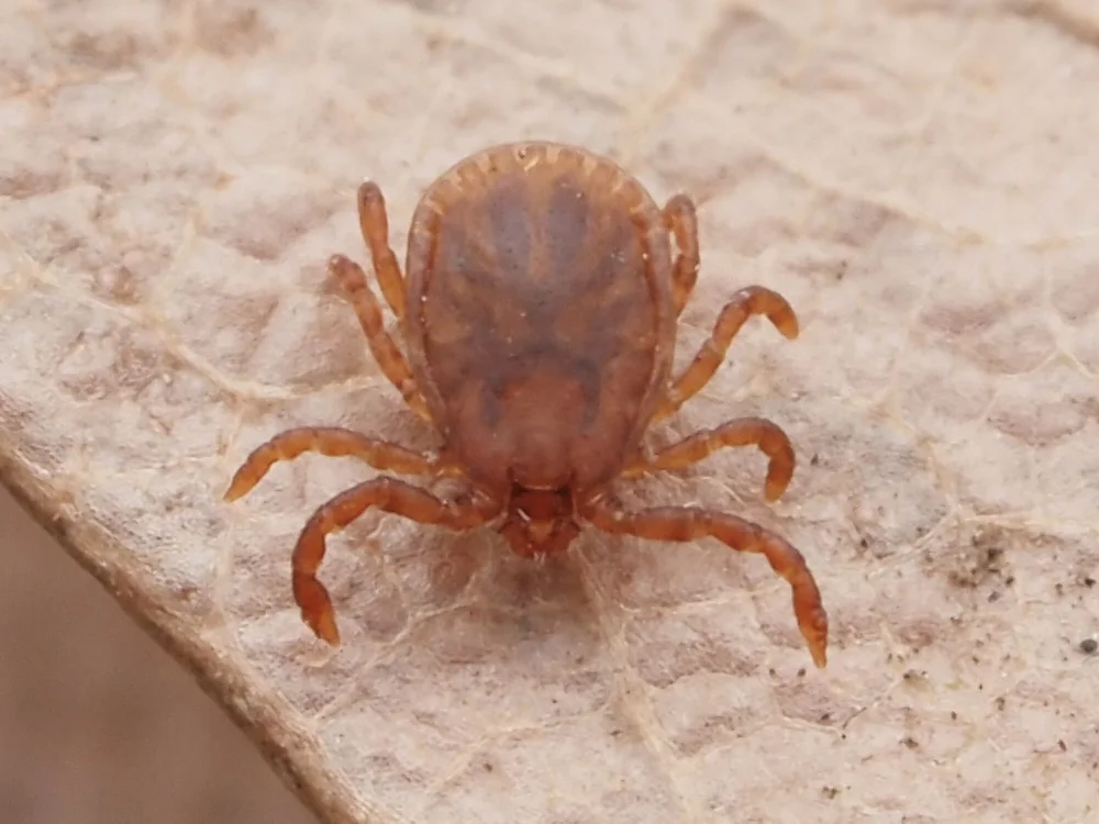 Rabbit tick on a surface showing dorsal view and reddish-brown coloration