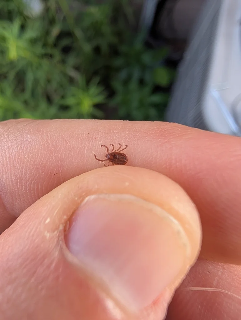 Tiny rabbit tick on a human finger showing its small size for scale