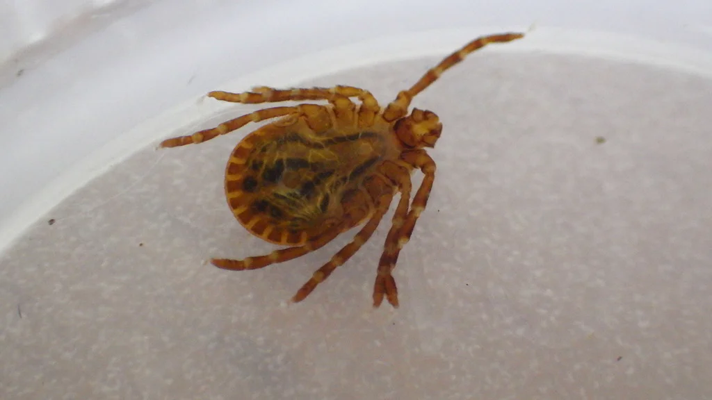 Rabbit tick in a container showing its small size and body shape