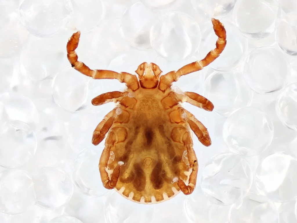 Ventral view of a rabbit tick showing underside anatomy