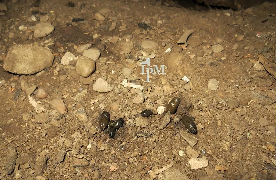 Fresh dark rat droppings on the dirt floor of a crawl space