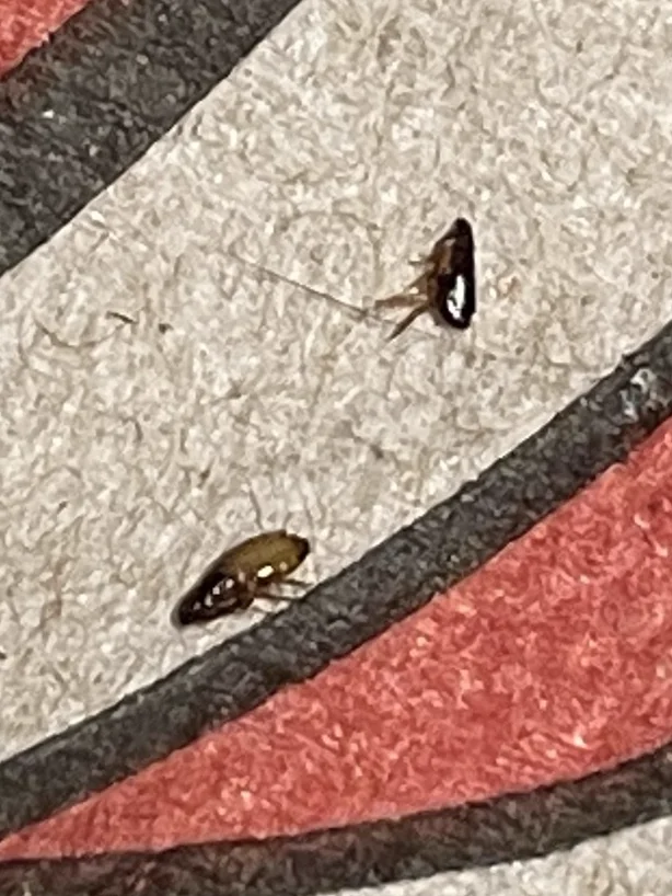 Two fleas on a patterned surface demonstrating their typical appearance