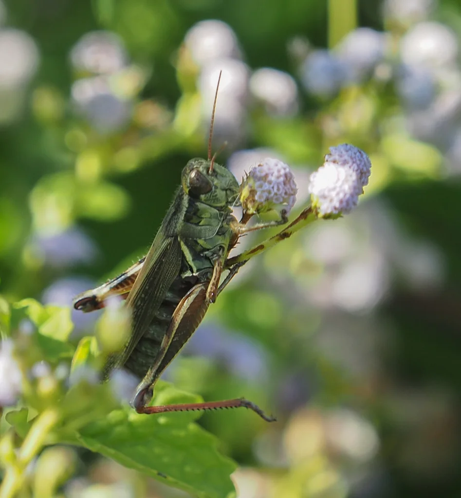 Red-legged grasshopper on flowering plant displaying its characteristic red tibiae