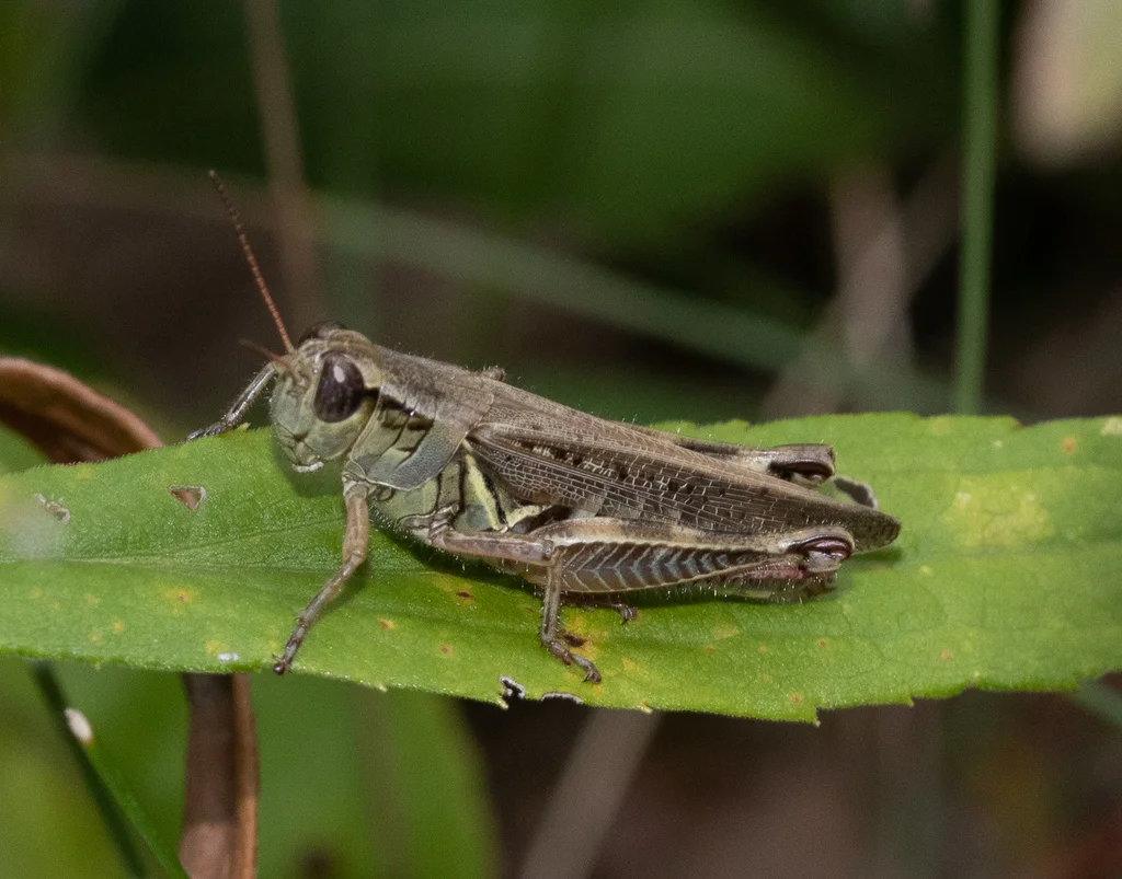 Red-legged grasshopper perched on a green leaf showing detailed body markings
