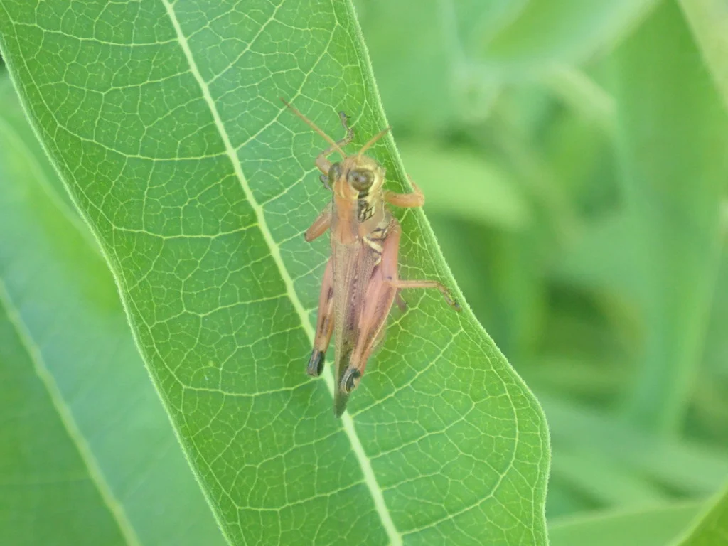 Red-legged grasshopper among green foliage in natural habitat