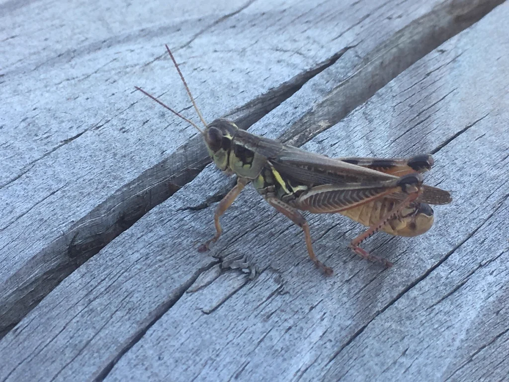 Red-legged grasshopper resting on weathered wood surface