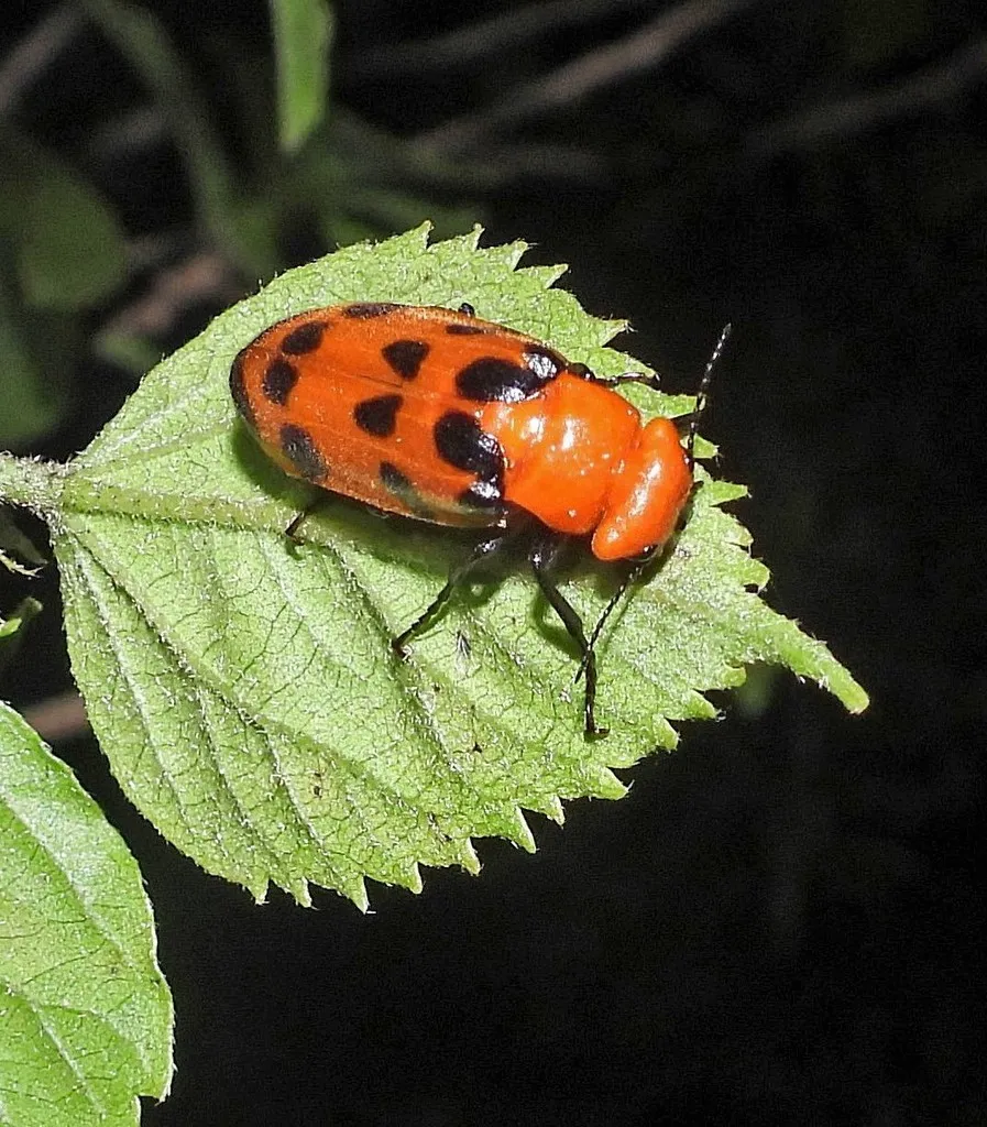 Red and black spotted blister beetle perched on a green leaf in a garden