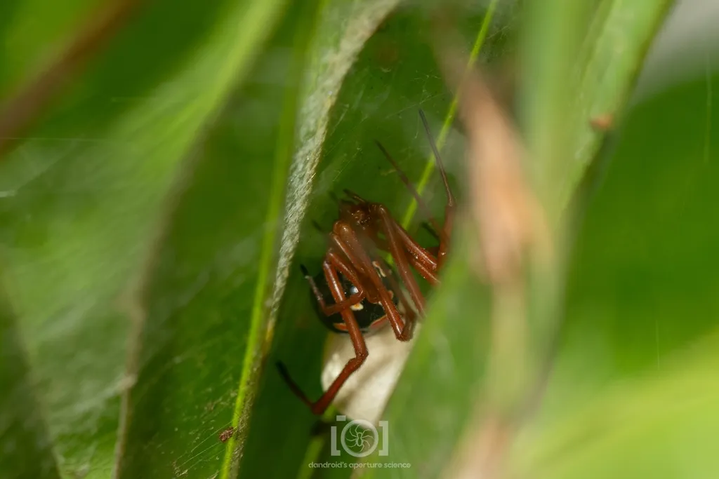 Red widow spider resting on a leaf in its natural scrub habitat