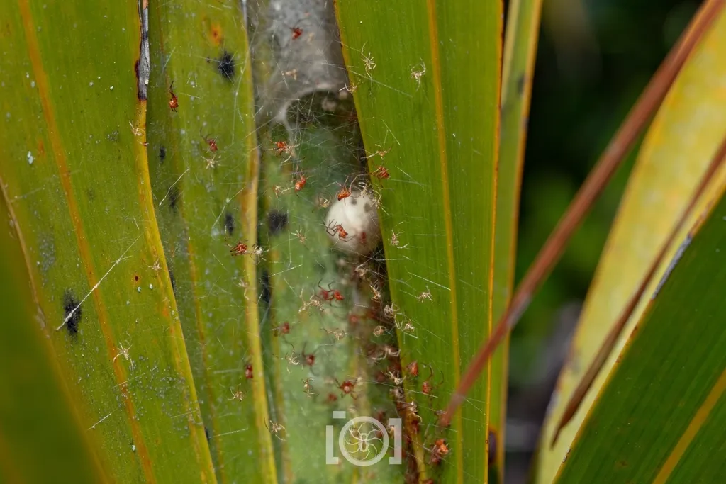 Red widow spider egg sac attached to a palmetto frond in Florida scrub habitat