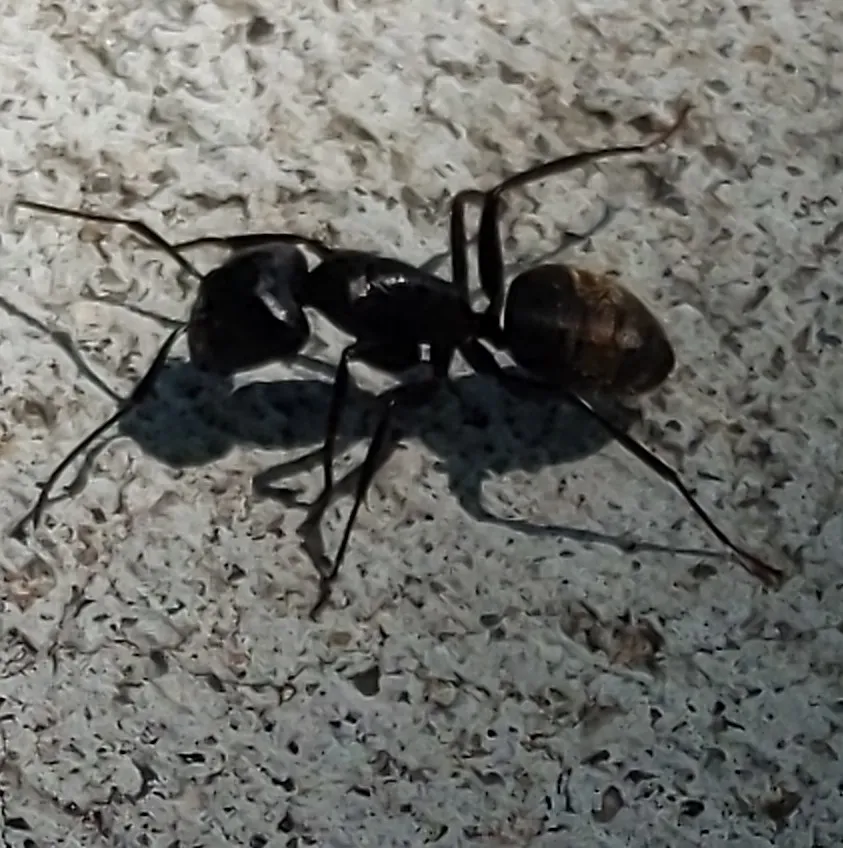 Large black carpenter ant crossing a concrete walkway outside a Reston, Virginia home