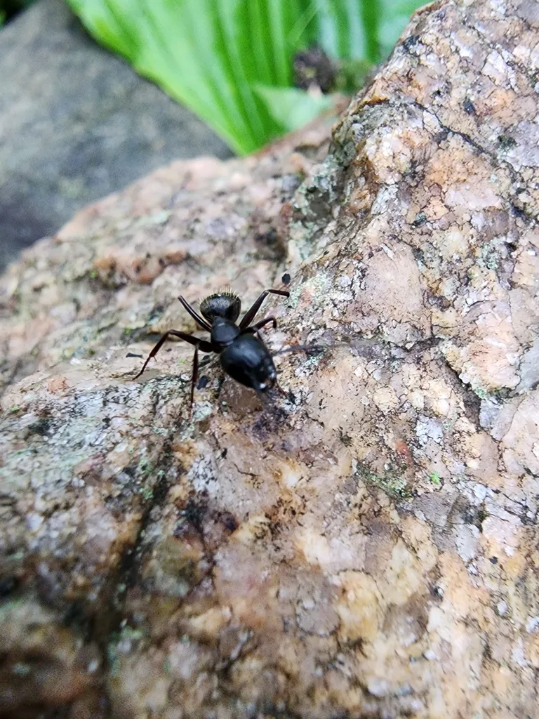 Eastern black carpenter ant on a stone near a wooded Reston, Virginia yard