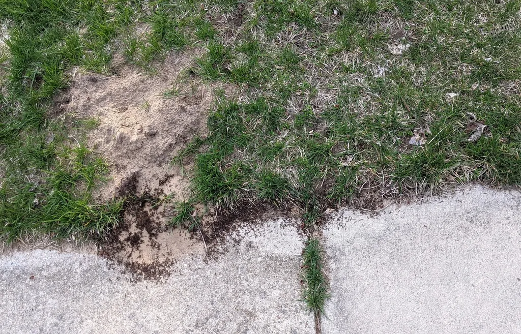 Pavement ant mound pushed up along a sidewalk edge, common along Reston walkways and patios