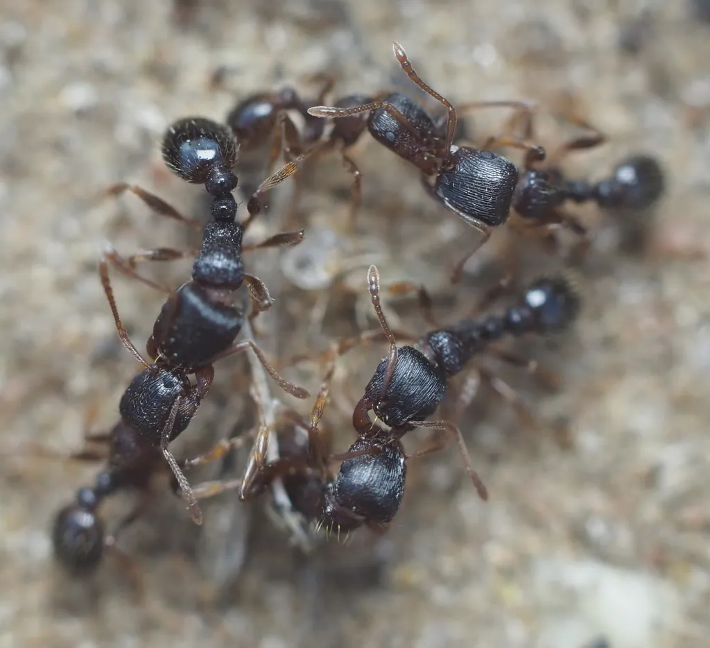 Pavement ant workers on sandy soil next to a patio slab in Reston, Virginia