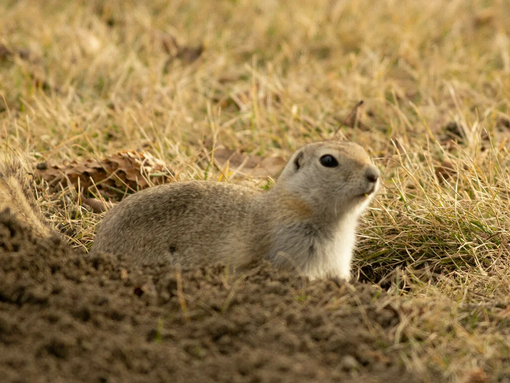 Richardson's ground squirrel near burrow entrance in prairie habitat