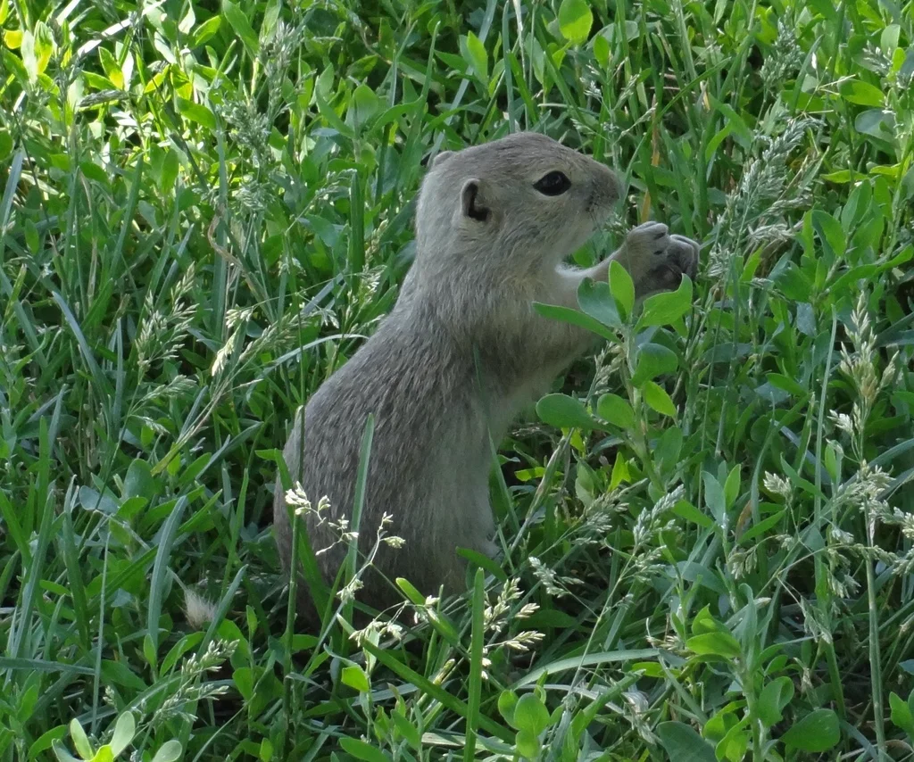 Richardson's ground squirrel eating vegetation while standing upright