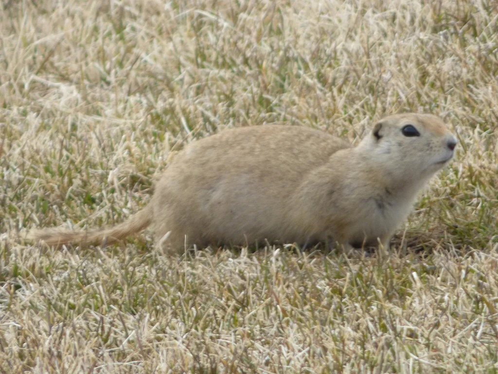 Richardson's ground squirrel foraging in dry grassland