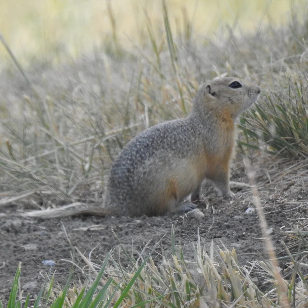 Richardson's ground squirrel in side profile view showing characteristic body shape