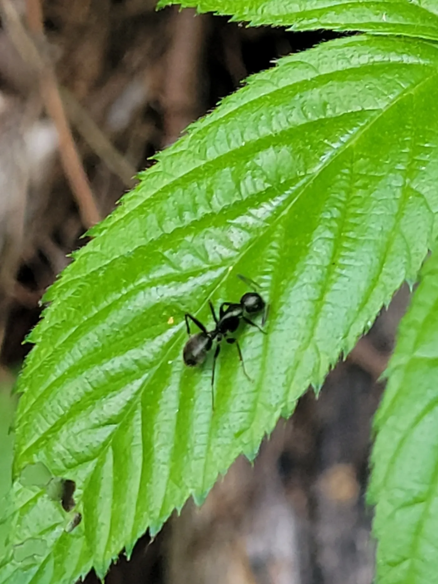 Eastern black carpenter ant on a green leaf, the large black ant Rockville Maryland homeowners find indoors in spring