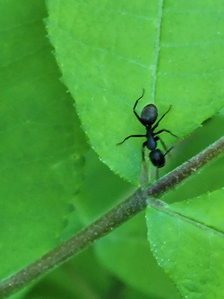 Eastern black carpenter ant climbing a plant stem in a shaded Rockville Maryland yard
