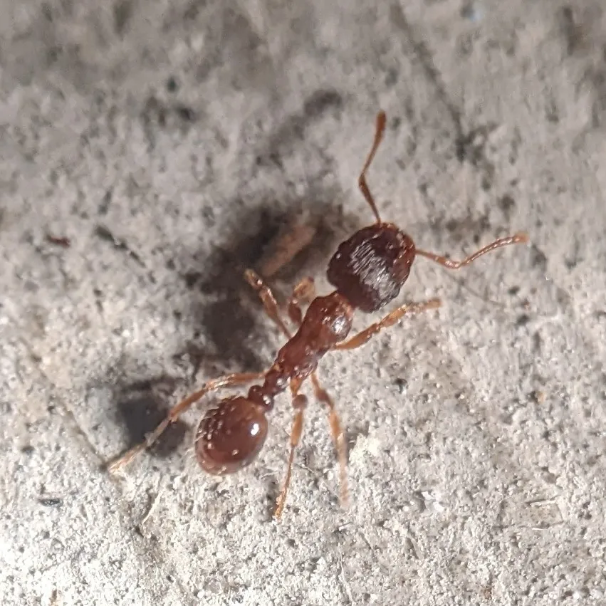 Close-up of a pavement ant on concrete, a common ant that nests under slabs and patios in Rockville Maryland