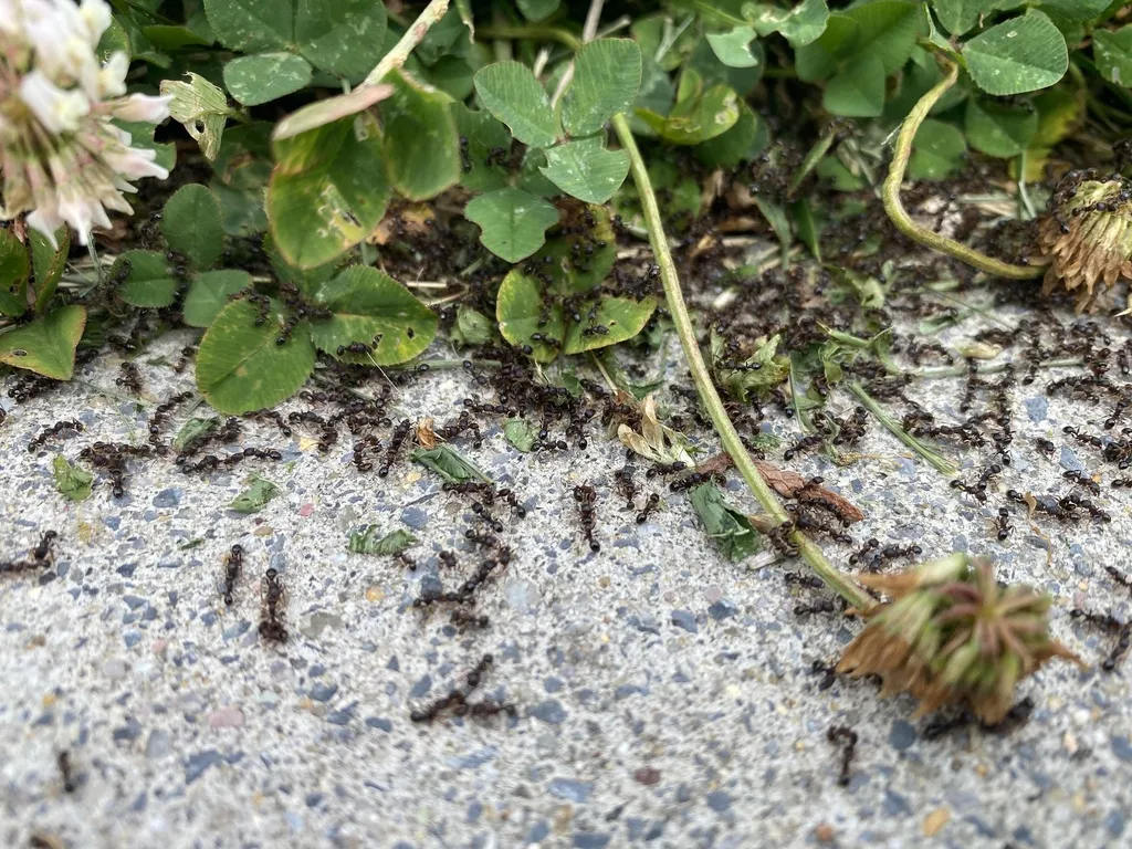 Swarm of pavement ants gathered where a concrete sidewalk meets a clover lawn edge in Rockville Maryland