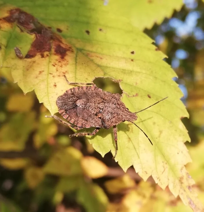 Rough stink bug resting on an autumn leaf in its natural woodland habitat