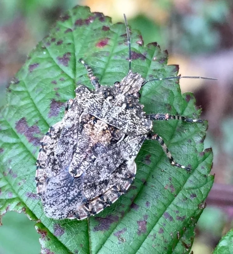 Rough stink bug displaying its mottled camouflage pattern on a green leaf