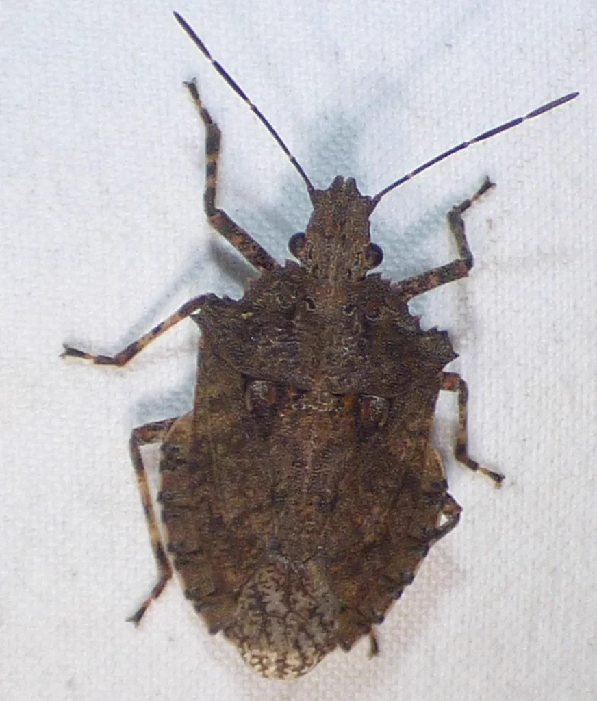 Top-down view of a rough stink bug showing its distinctive textured appearance