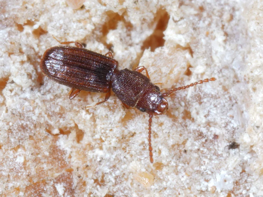 Rusty grain beetle crawling on grain material showing its small size and elongated body