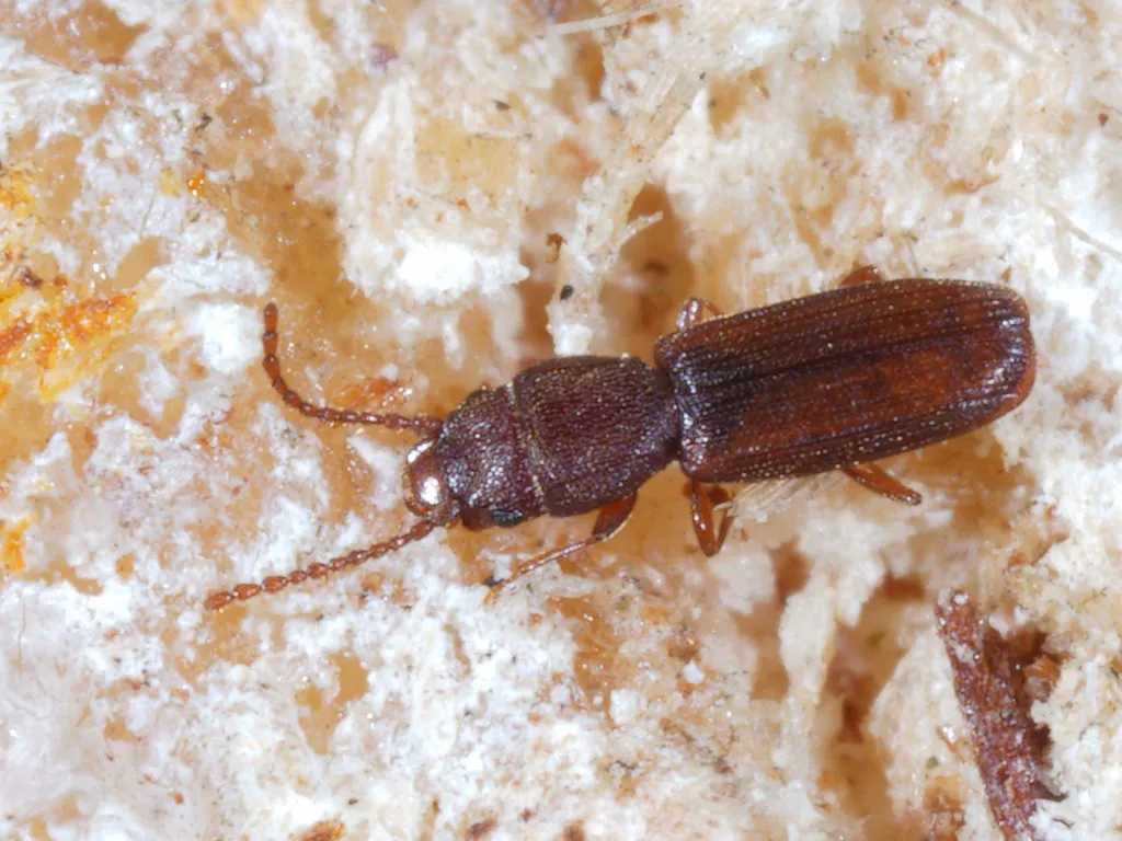 Side view of a rusty grain beetle on grain showing its flattened profile and long antennae