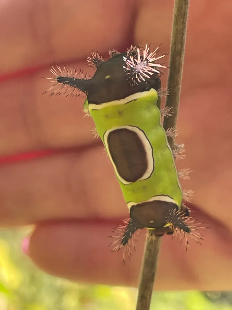 Saddleback caterpillar clinging to a plant stem showing green body and fleshy horn projections