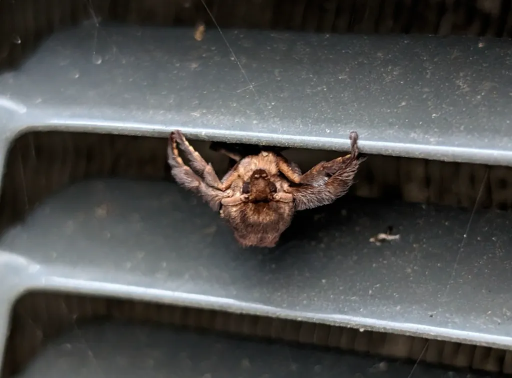 Adult saddleback caterpillar moth with dark brown wings and stout fuzzy body