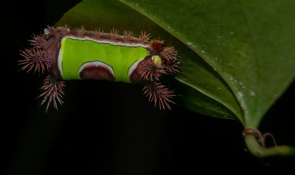 Saddleback caterpillar resting on a leaf showing brown oval saddle spot and stinging spines