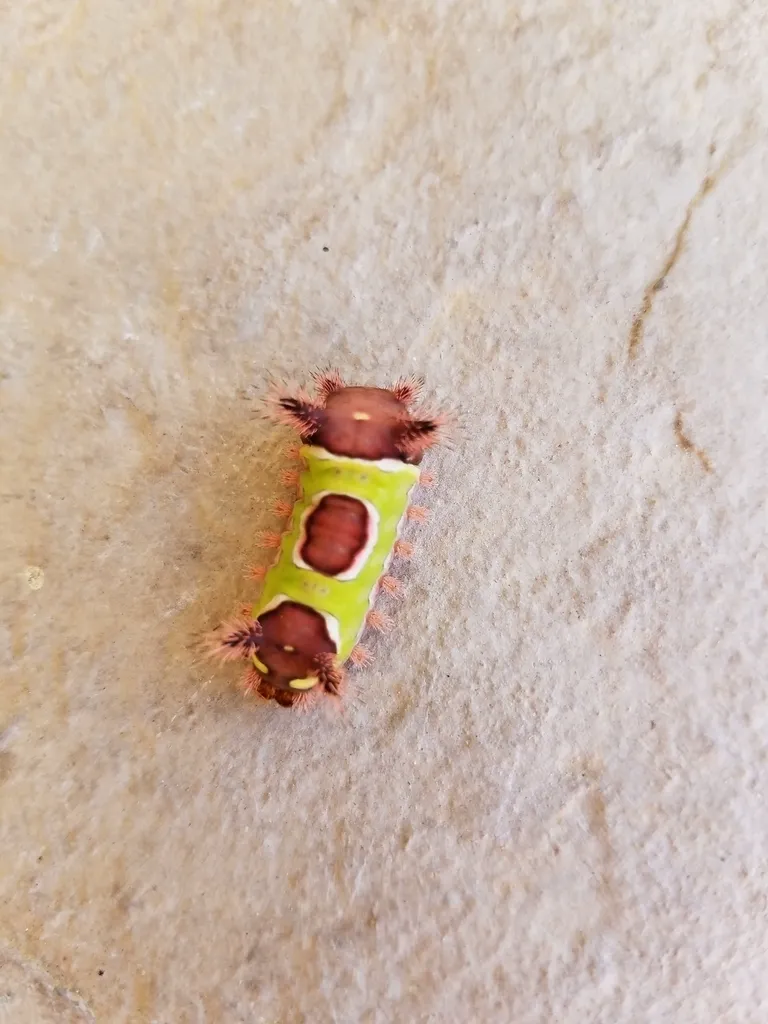 Side view of saddleback caterpillar showing green and brown coloring on a flat surface