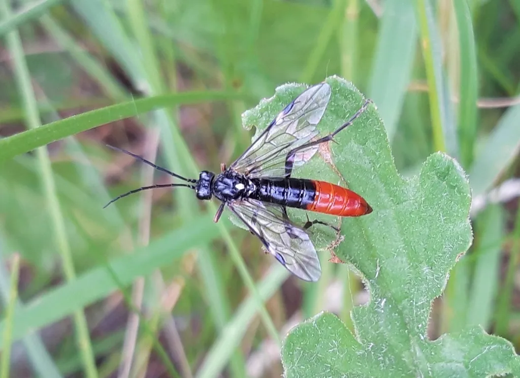 Adult sawfly with distinctive black and red coloring on a leaf