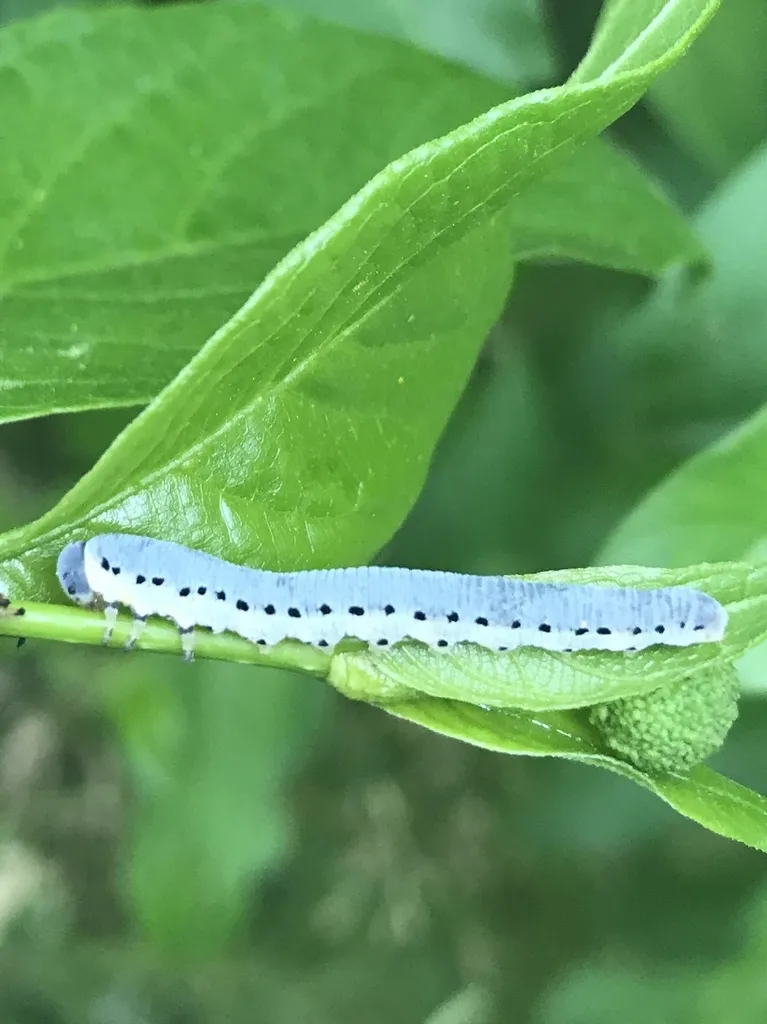 Pale blue-green sawfly larva on plant foliage