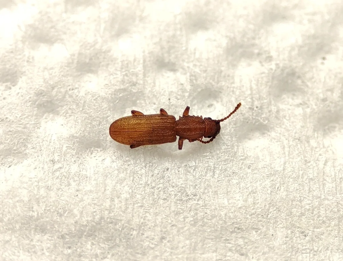 Macro view of a slender reddish-brown sawtoothed grain beetle with a toothed thorax