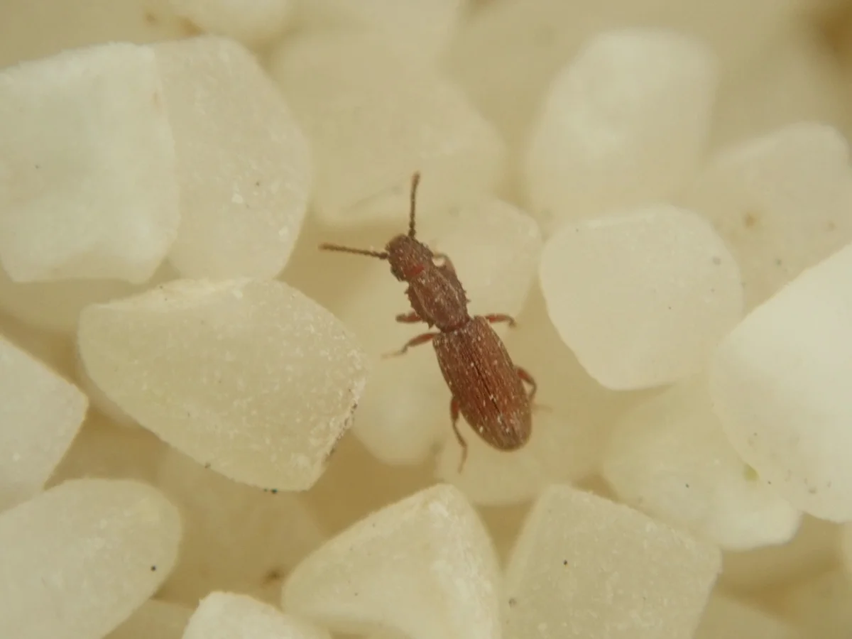 Sawtoothed grain beetle crawling on rice grains in typical pantry infestation