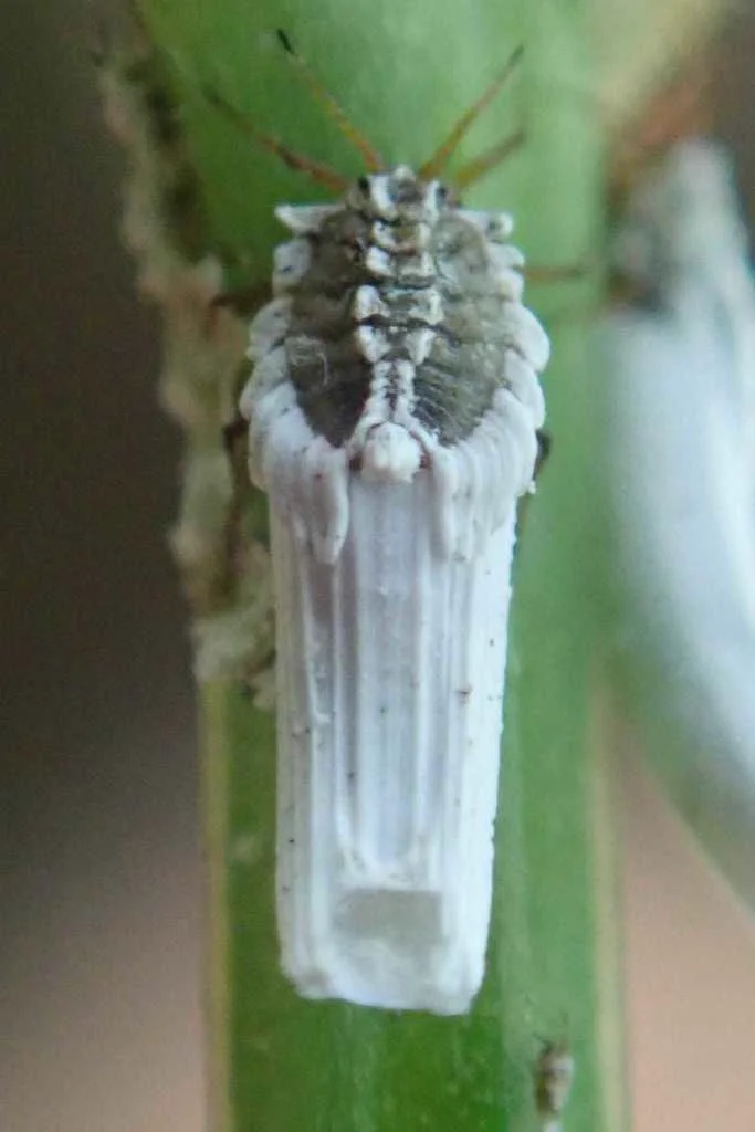 Cottony cushion scale with waxy white filaments on green plant stem