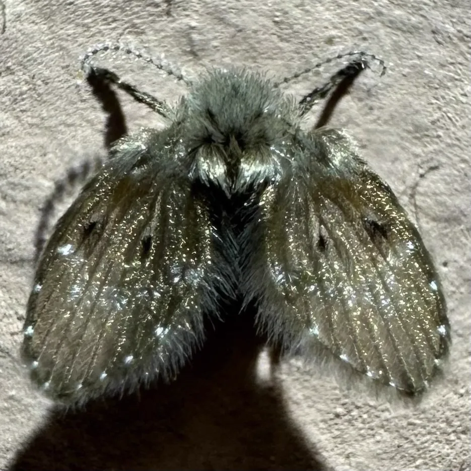Detailed view of a sewer fly displaying its fuzzy gray wings and body