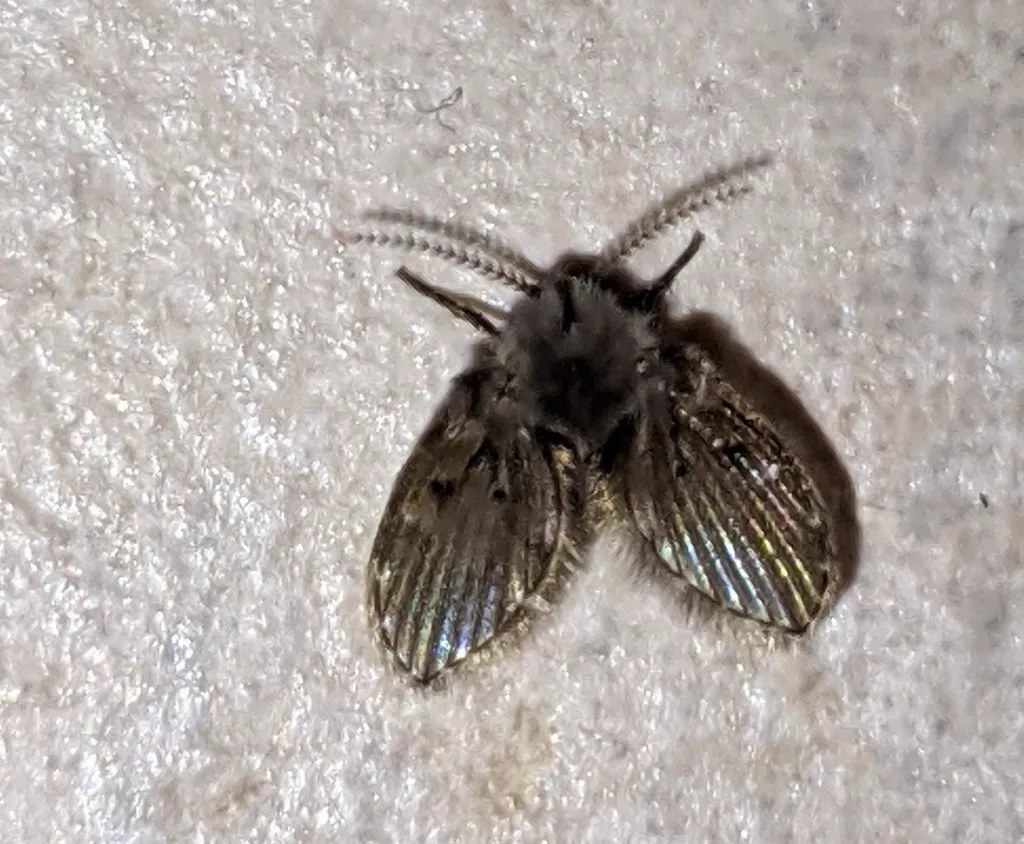 Sewer fly resting on a textured wall surface near a drain