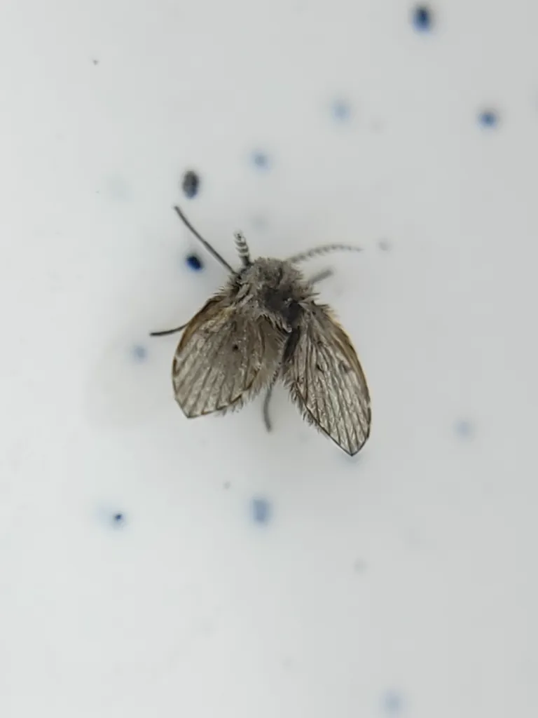 Adult sewer fly on bathroom wall showing typical resting posture