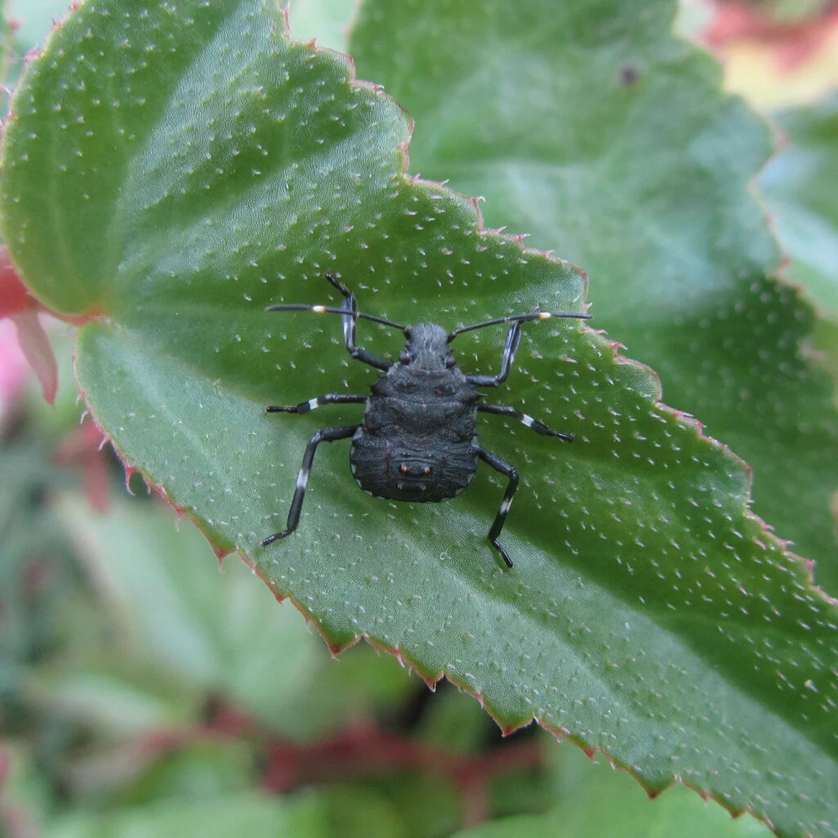 Shield bug nymph on leaf showing developmental stage markings