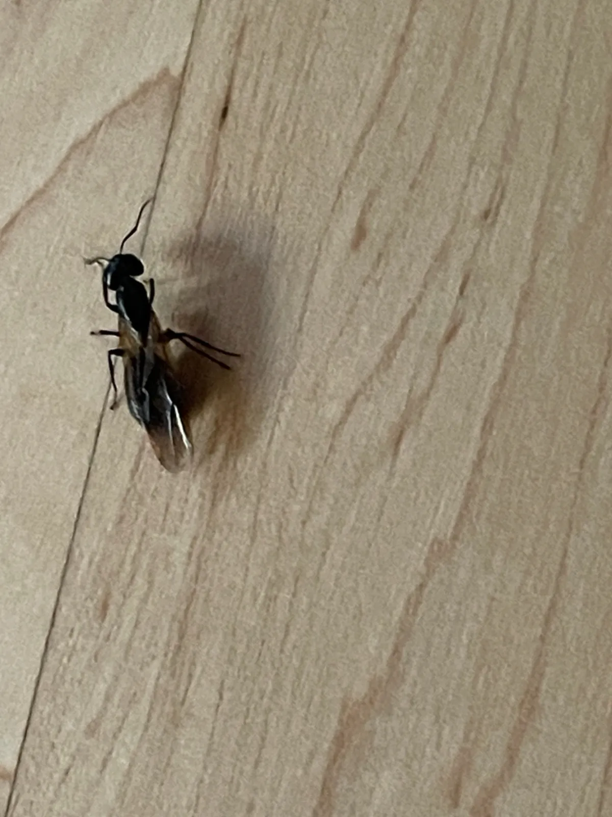 Winged carpenter ant on a wood floor, often mistaken for a termite swarmer in Silver Spring basements